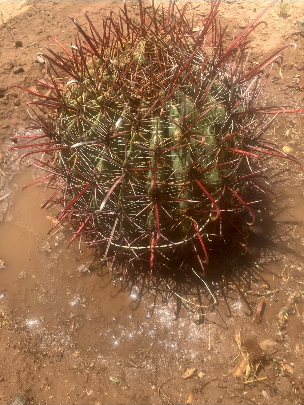 Red Fishhook barrel cactus / compass cactus , 5 lbs to 25lbs u pick , bare root